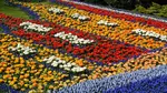 Best time to visit Amsterdam! Check out top Amsterdam Concerts in May 2026, and Keukenhof gardens are in full blossom!