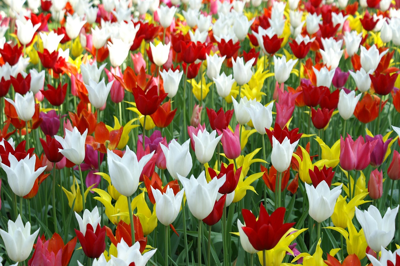 Keukenhof Tulip Blossoms 2023