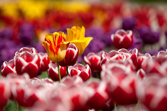 Tulip Day in Amsterdam