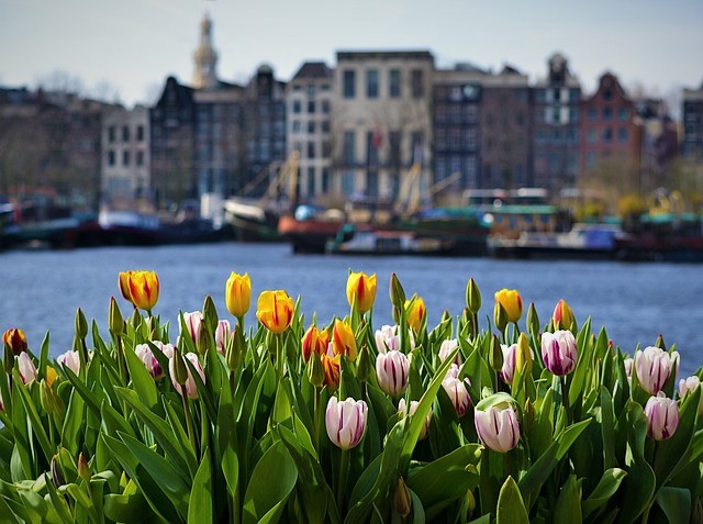 Tulips in Amsterdam