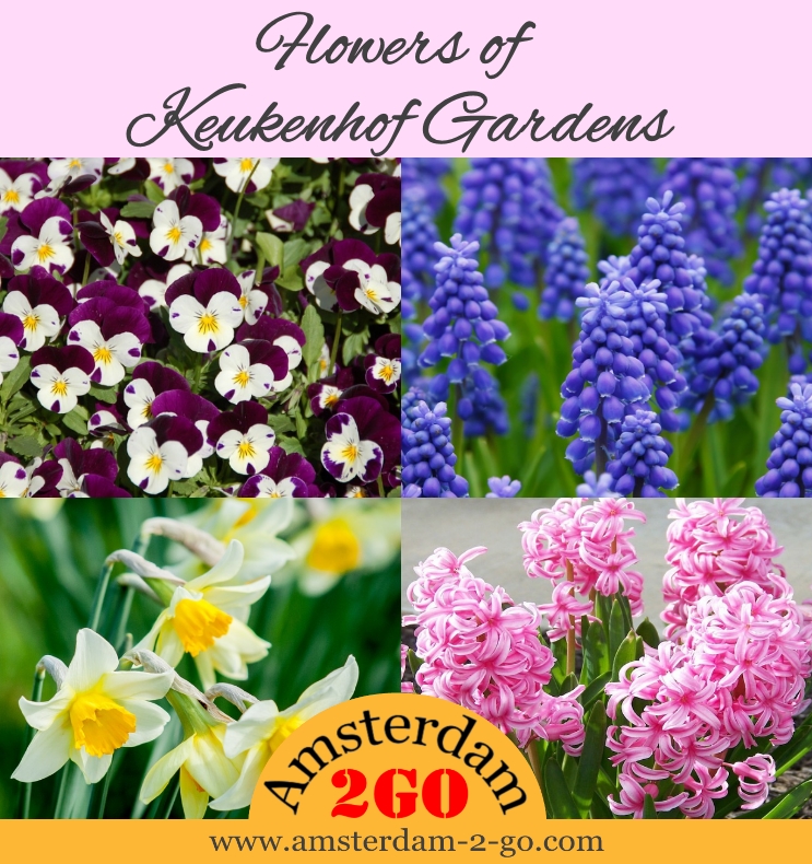 Keukenhof Gardens Flowers 2023