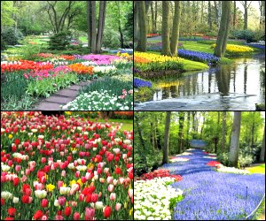 Things to do in Amsterdam in March 2023 - flower blossoms in Keukenhof Gardens, best spring tours and activities in and around Amsterdam for tourists in 2023.