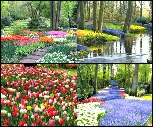 Things to do in Amsterdam in March 2023 - flower blossoms in Keukenhof Gardens, best spring tours and activities in and around Amsterdam for tourists in 2023.